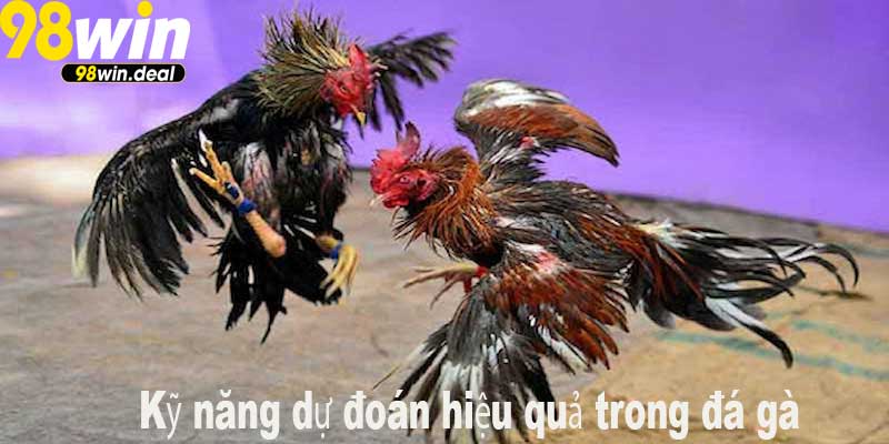Kỹ năng dự đoán hiệu quả trong đá gà