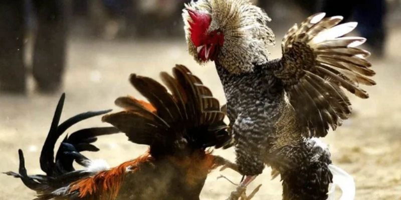 Các loại hình gà tại sảnh đá gà Thomo!